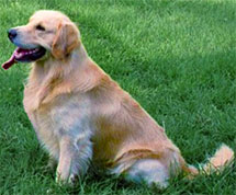 U-GCH, U-CDX, U-AGI Apache Oodo Shash Of Ocotilla UD RAE OAP NJP JH  WC CCA VC  CGC  TT  TDI,inc.