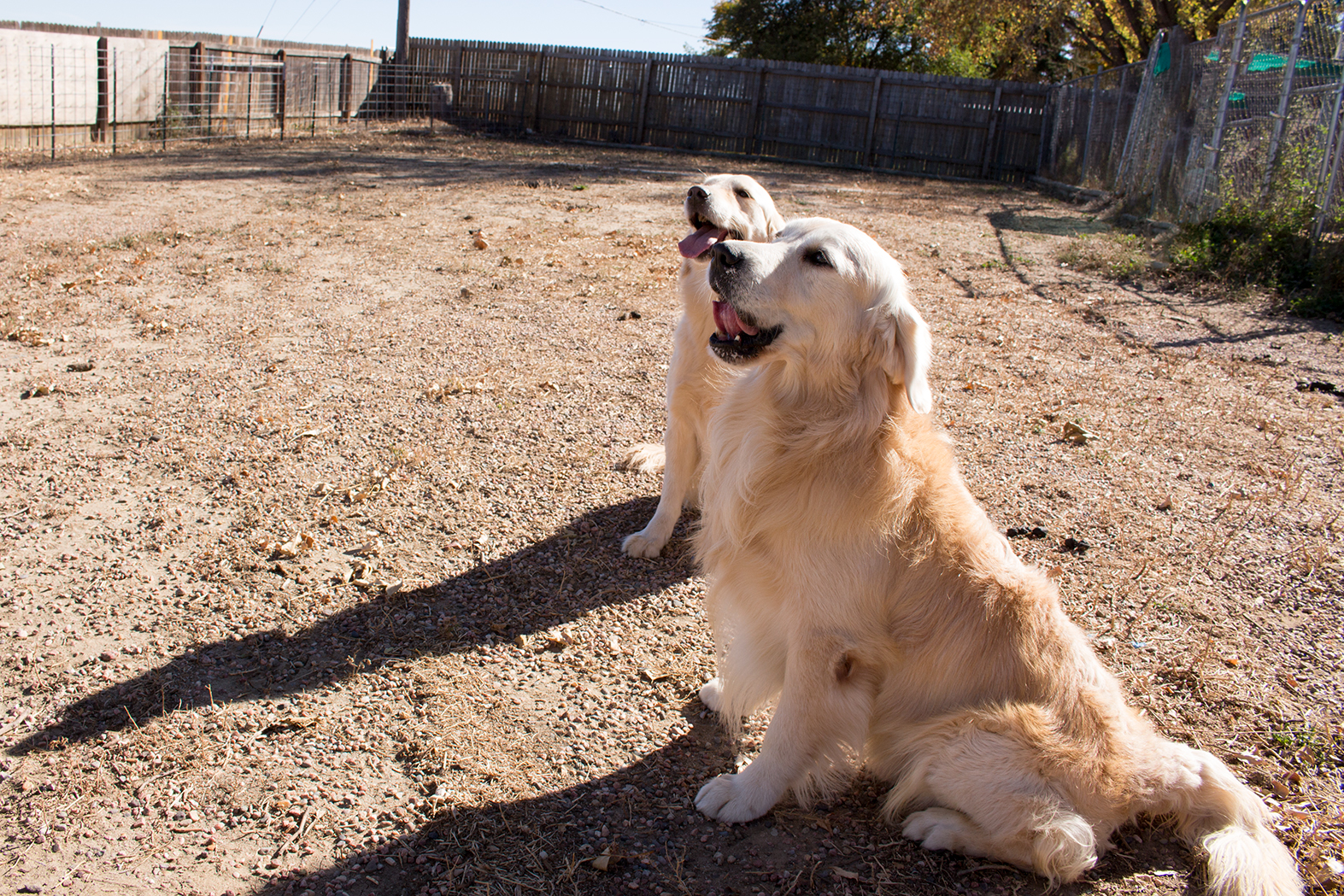 U-CH, U-CD,URO3 Star Crowned Brule Of Ocotilla CDX, RAE, CCA, CGC, TDI,inc., TT