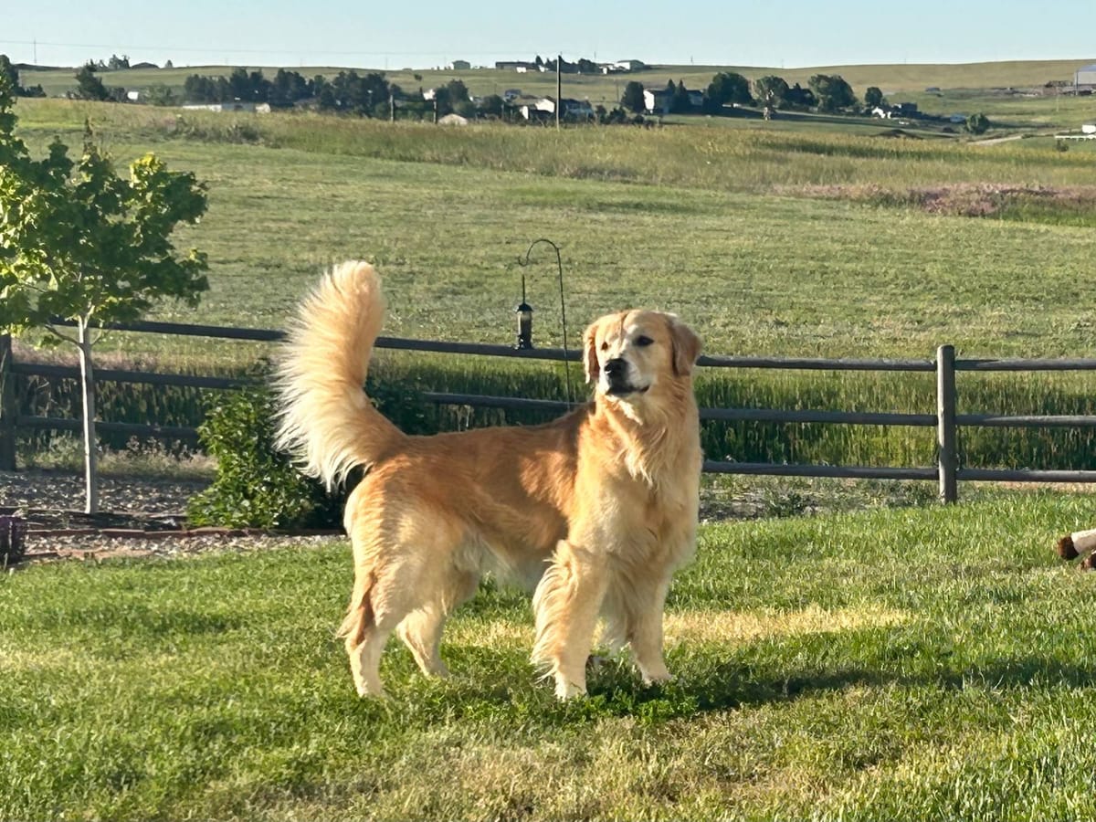 Zac standing in a grassy yard with his tail up