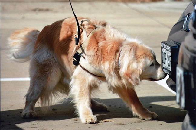 A dog in a training session with its owner