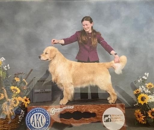 Beacon stacked in the show ring with his Winners placard from the 2024 Wichita Kennel Club show
