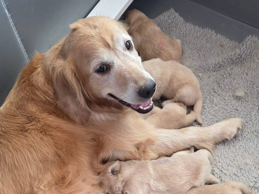 Misty looking up from the whelping box with her newborn puppies beside her