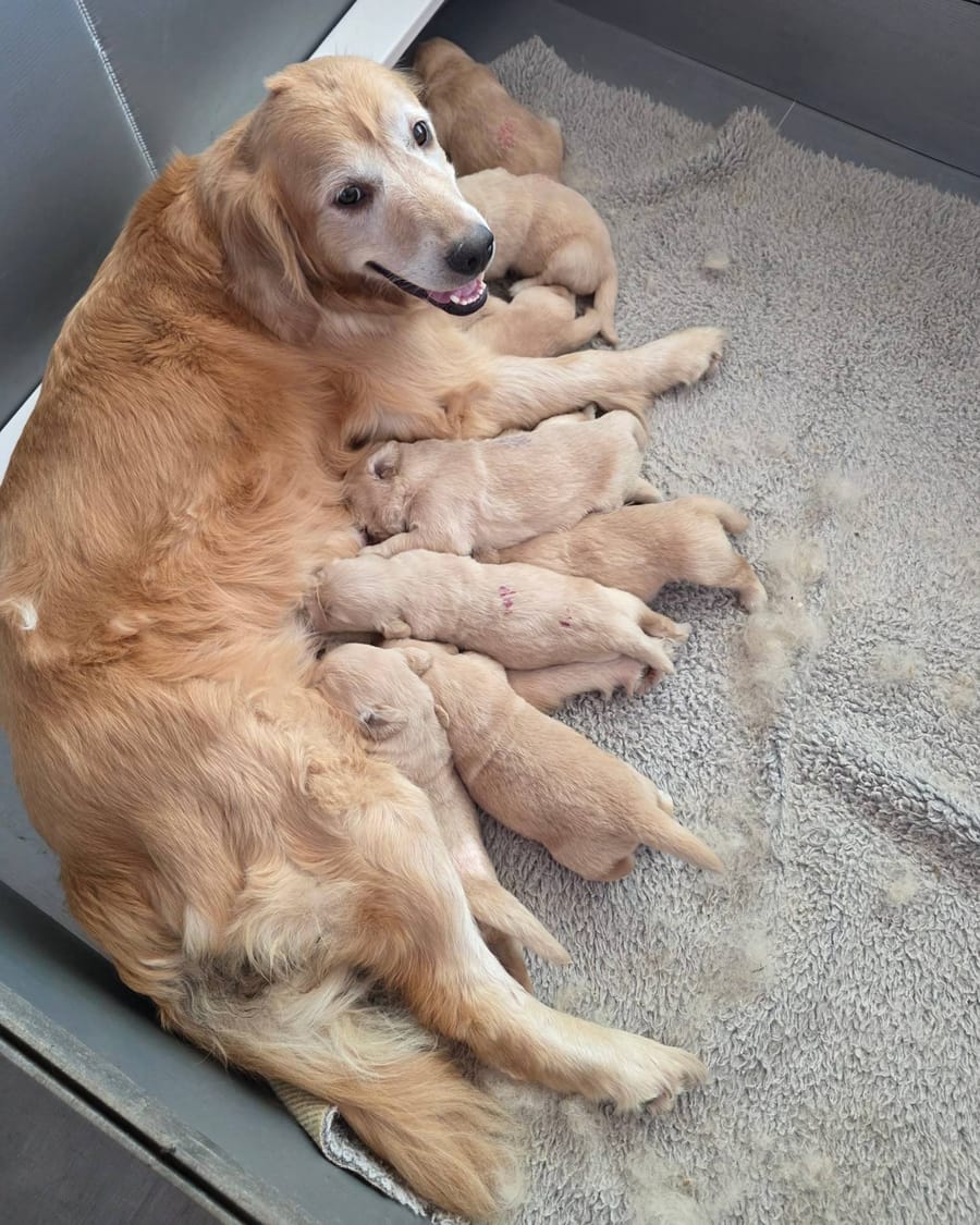 Misty, a Golden Retriever, lying in the whelping box nursing her litter of newborn puppies